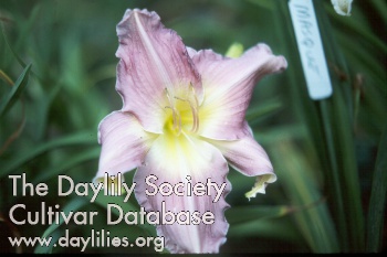 Daylily Shadowed Pink